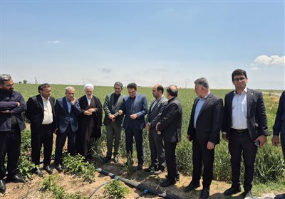 90 درصد مزارع سیب زمینی اردبیل تحت پوشش آبیاری نوین