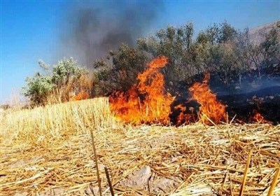 تشکیل پرونده قضائی برای متخلفان زیست محیطی در پارس آباد