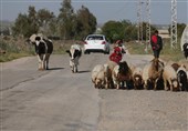 تجاوز و آدم‌ربایی در قنیطره/ معیشت جنوب سوریه در گروگان صهیونیست‌ها