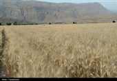 طلایی شدن دشت‌های کهگیلویه و بویراحمد