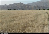 طلایی شدن دشت‌های کهگیلویه و بویراحمد