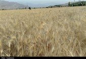 طلایی شدن دشت‌های کهگیلویه و بویراحمد