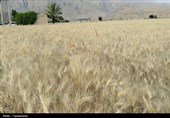 طلایی شدن دشت‌های کهگیلویه و بویراحمد