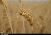 طلایی شدن دشت‌های کهگیلویه و بویراحمد