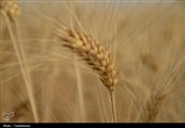 طلایی شدن دشت‌های کهگیلویه و بویراحمد