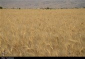طلایی شدن دشت‌های کهگیلویه و بویراحمد