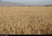 طلایی شدن دشت‌های کهگیلویه و بویراحمد
