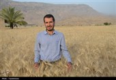 طلایی شدن دشت‌های کهگیلویه و بویراحمد