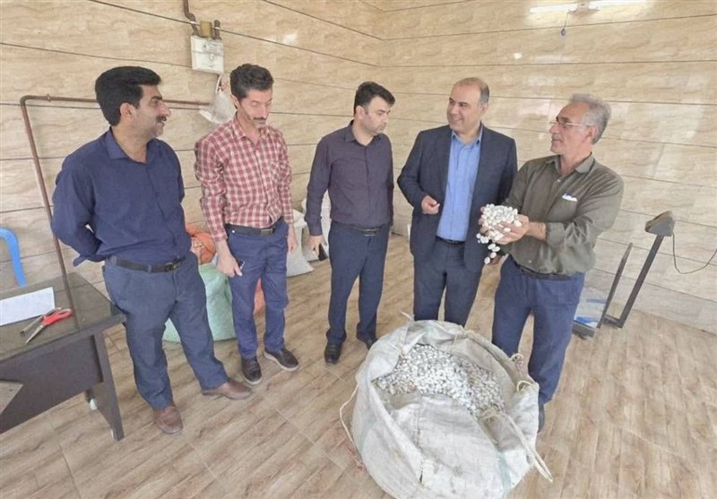 کشاورزی , اخبار استان گیلان , 