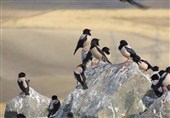 سارهای صورتی به انگوت بازگشتند