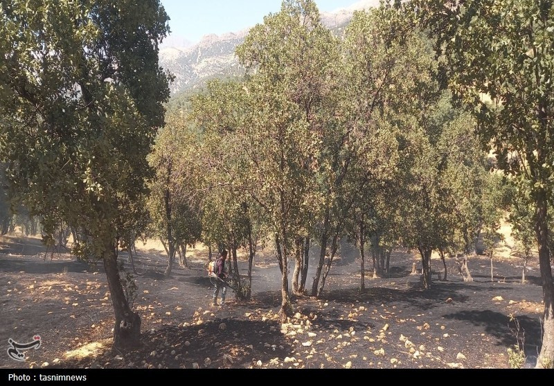 آتش سوزی جنگل ها و مراتع , اخبار یاسوج , اخبار استان کهگیلویه و بویراحمد , 