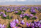 صادرات فله‌ای و تحریم‌ها، زعفران ایران را از جایگاه واقعی خود دور کرد