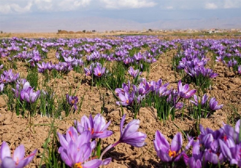 اخبار استان خراسان جنوبی , اخبار  شهرستان قائن , اخبار بیرجند , خبرگزاری تسنیم , 