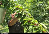 هیر، غرق در سرخی گیلاس؛ آغاز فصل برداشت یاقوت‌های تابستانی