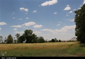 فصل طلایی زمین در گندمزارهای بردسیر