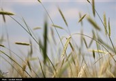 فصل طلایی زمین در گندمزارهای بردسیر