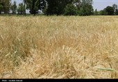 فصل طلایی زمین در گندمزارهای بردسیر