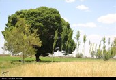 فصل طلایی زمین در گندمزارهای بردسیر
