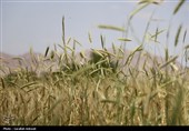 فصل طلایی زمین در گندمزارهای بردسیر
