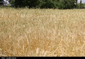 فصل طلایی زمین در گندمزارهای بردسیر