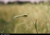 فصل طلایی زمین در گندمزارهای بردسیر