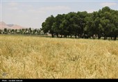 فصل طلایی زمین در گندمزارهای بردسیر