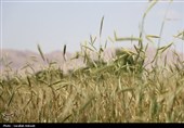 فصل طلایی زمین در گندمزارهای بردسیر