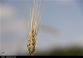 فصل طلایی زمین در گندمزارهای بردسیر