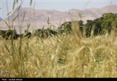 فصل طلایی زمین در گندمزارهای بردسیر