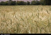 فصل طلایی زمین در گندمزارهای بردسیر