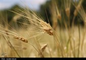 فصل طلایی زمین در گندمزارهای بردسیر