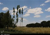 فصل طلایی زمین در گندمزارهای بردسیر