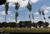 فصل طلایی زمین در گندمزارهای بردسیر