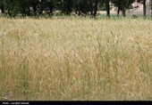 فصل طلایی زمین در گندمزارهای بردسیر