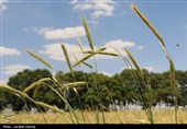 فصل طلایی زمین در گندمزارهای بردسیر