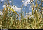 فصل طلایی زمین در گندمزارهای بردسیر