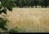 فصل طلایی زمین در گندمزارهای بردسیر
