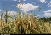 فصل طلایی زمین در گندمزارهای بردسیر