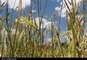 فصل طلایی زمین در گندمزارهای بردسیر