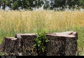 فصل طلایی زمین در گندمزارهای بردسیر
