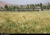 فصل طلایی زمین در گندمزارهای بردسیر