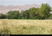 فصل طلایی زمین در گندمزارهای بردسیر