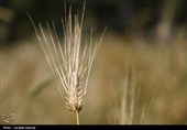 فصل طلایی زمین در گندمزارهای بردسیر