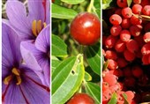 توسعه دانش فنی فرآورده‌های غذایی مبتنی بر محصولات استراتژیک در خراسان جنوبی