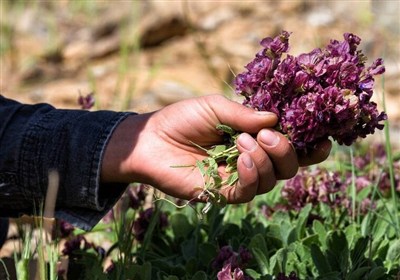 کالپوش؛ قطب نوظهور کشت گیاهان دارویی در شرق استان سمنان