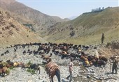اخراج 350 رأس دام غیرمجاز از مراتع روستای کلهای کرج
