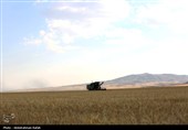 برداشت  گندم و جو دیم از مزارع همدان