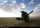 برداشت  گندم و جو دیم از مزارع همدان