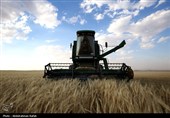 برداشت  گندم و جو دیم از مزارع همدان