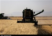 برداشت  گندم و جو دیم از مزارع همدان